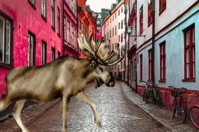 Elch verläuft sich in Stockholmer Innenstadt – Das passierte danach